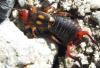 Anechura bipunctata